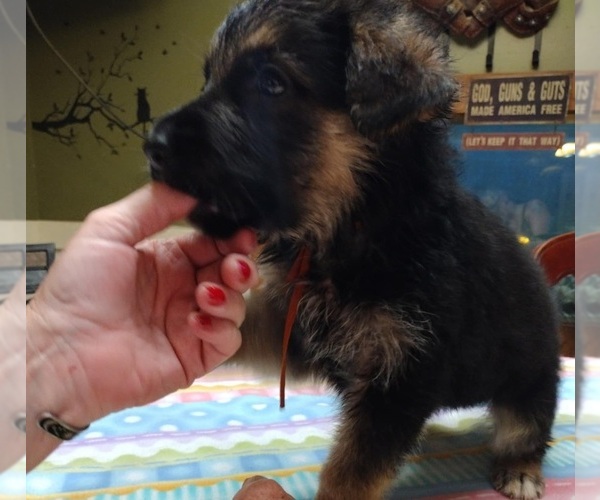 Medium Photo #51 German Shepherd Dog Puppy For Sale in LA FAYETTE, NY, USA