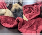 Small Photo #140 Belgian Malinois Puppy For Sale in REESEVILLE, WI, USA