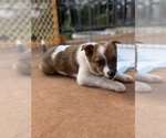 Puppy 4 Australian Cattle Dog-Border Collie Mix