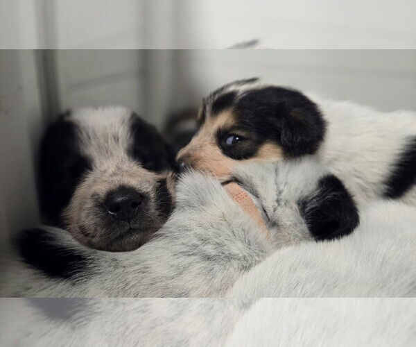 Medium Photo #3 Mutt Puppy For Sale in Garden City, NY, USA