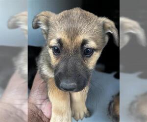 German Shepherd Dog-Unknown Mix Dogs for adoption in Houston, TX, USA