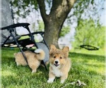 Small Photo #24 American Corgi Puppy For Sale in DENVER, IA, USA
