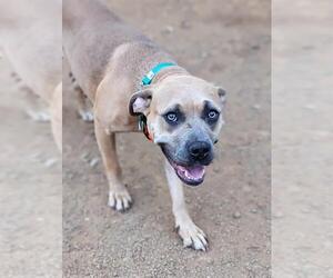 Mutt Dogs for adoption in Sacramento, CA, USA