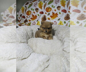 Pomeranian Puppy for sale in COOKEVILLE, TN, USA