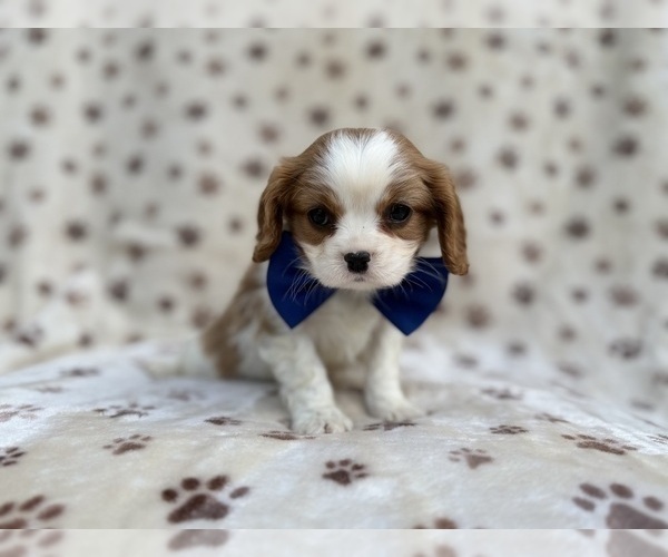 Medium Photo #6 Cavalier King Charles Spaniel Puppy For Sale in LAKELAND, FL, USA