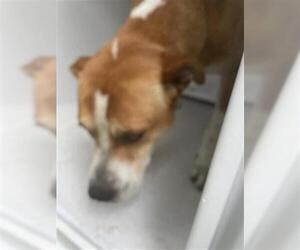 Boxer Dogs for adoption in Houston, TX, USA