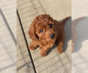 Cavapoo Puppy for sale in CHICAGO, IL, USA