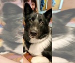 Small Photo #1 Collie-Huskies  Mix Puppy For Sale in CHAGRIN FALLS, OH, USA