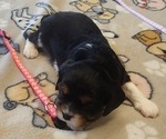 Small Photo #43 Aussalier Puppy For Sale in ATHOL, ID, USA