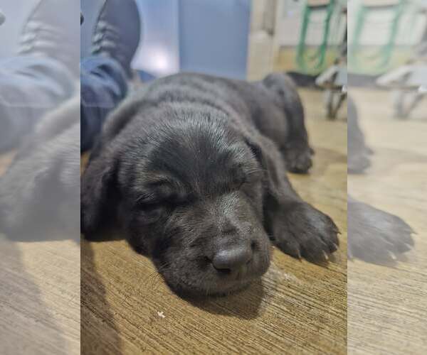 Medium Photo #5 American Pit Bull Terrier-Unknown Mix Puppy For Sale in Chinook, MT, USA