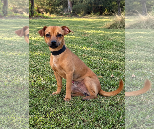 Medium Photo #1 Chihuahua-Unknown Mix Puppy For Sale in PIPE CREEK, TX, USA