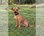 Lorenzo - Male Chihuahua-Unknown Mix Dog for Adoption - Small photo