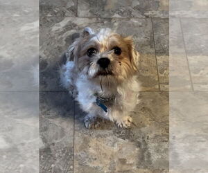 Shih Tzu-Unknown Mix Dogs for adoption in Andover, MN, USA