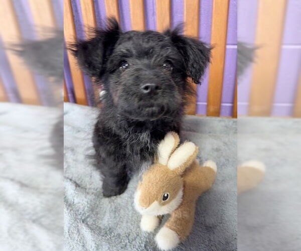 Medium Photo #2 Maltese-Unknown Mix Puppy For Sale in Genesee, WI, USA