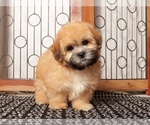 Puppy Rex Shorkie Tzu