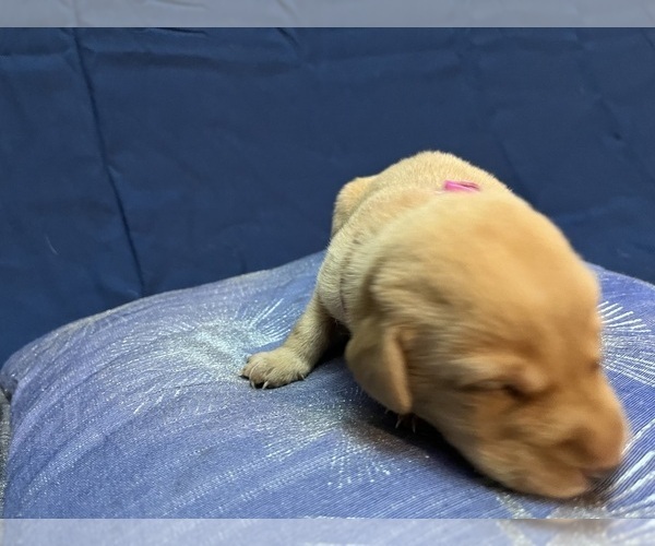 Medium Photo #29 Labrador Retriever Puppy For Sale in BARTLETT, IL, USA