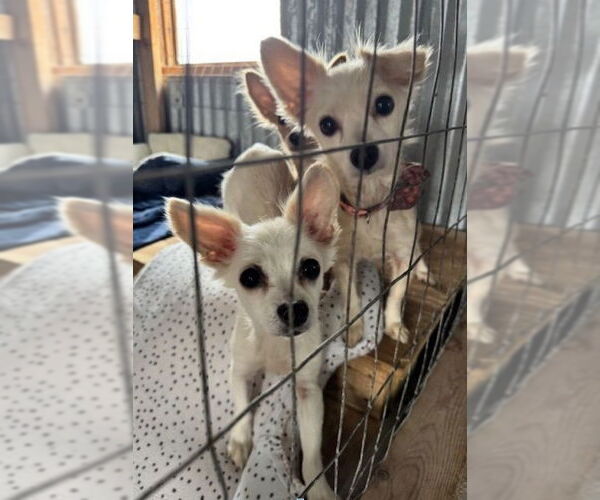 Medium Photo #2 Chihuahua-Unknown Mix Puppy For Sale in Williamsburg, NM, USA