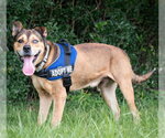 Small #1 Black Mouth Cur Mix