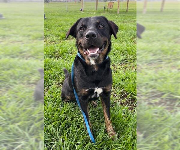 Medium Photo #2 Rottweiler Puppy For Sale in Rosenberg, TX, USA