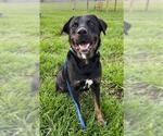 Small #1 Rottweiler