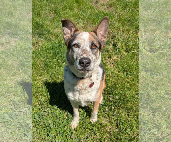 Medium Photo #6 Mutt Puppy For Sale in Garden City, NY, USA