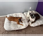 Small #9 Boxer