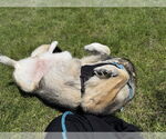 Small #1 German Shepherd Dog