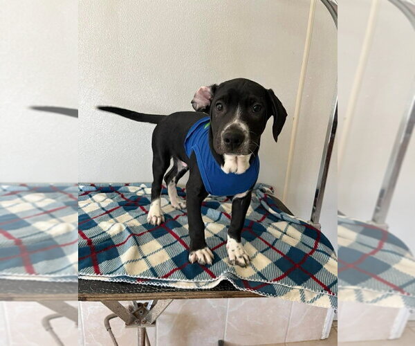 Medium Photo #3 Labbe Puppy For Sale in Osgood, IN, USA