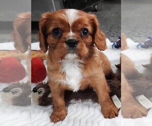 Cavalier King Charles Spaniel Puppy for sale in CARLISLE, KY, USA