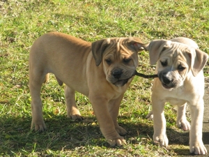 Olde Bulldog Puppy for sale in West Farmington, OH, USA