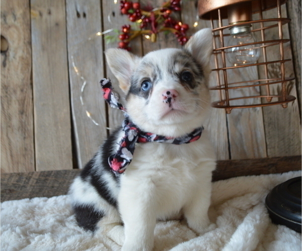 Medium Photo #1 Pembroke Welsh Corgi Puppy For Sale in HONEY BROOK, PA, USA