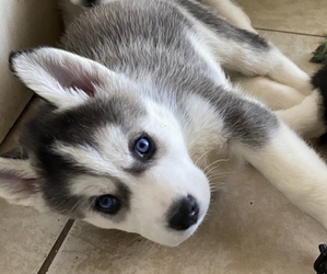 Siberian Husky Puppy for sale in BARDSTOWN, KY, USA