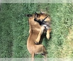 Small Photo #17 Belgian Malinois Puppy For Sale in HARKER HEIGHTS, TX, USA