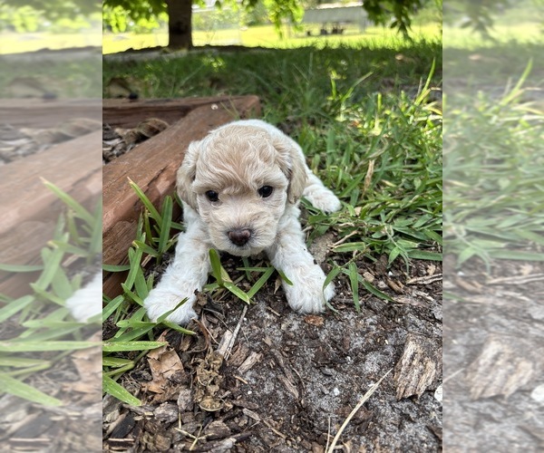 Medium Photo #1 Bichpoo Puppy For Sale in NORTH PORT, FL, USA