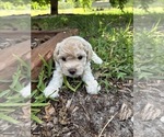 Puppy Leo Bichpoo