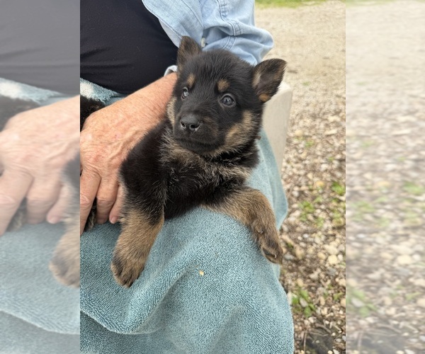Medium Photo #7 German Shepherd Dog Puppy For Sale in FORT WAYNE, IN, USA