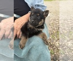 Small Photo #7 German Shepherd Dog Puppy For Sale in FORT WAYNE, IN, USA