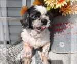 Sadie - Female Shih Tzu-Unknown Mix Dog for Adoption - Small photo