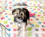 Small #10 Morkie