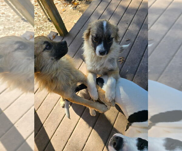 Medium Photo #7 Pomeranian-Unknown Mix Puppy For Sale in Aurora, IN, USA