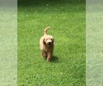 Small Photo #6 Goldendoodle Puppy For Sale in FAIR GROVE, MO, USA