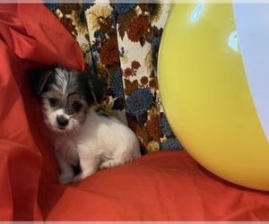 Yorkshire Terrier Puppy for sale in PATRICK SPGS, VA, USA