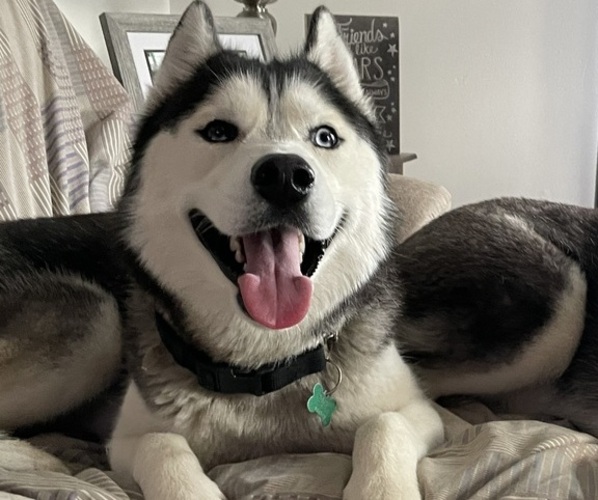 Medium Photo #1 Siberian Husky Puppy For Sale in LEVITTOWN, PA, USA