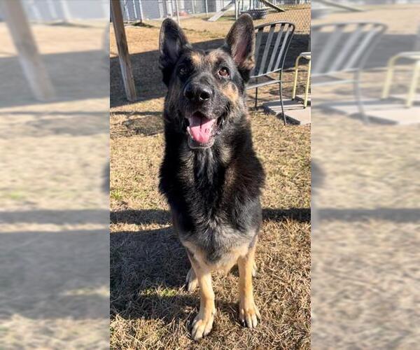 Medium Photo #2 German Shepherd Dog Puppy For Sale in Rosenberg, TX, USA