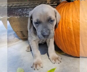 Cane Corso Puppy for sale in FORKSVILLE, PA, USA