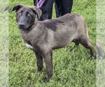 Small #3 German Shepherd Dog-Huskies  Mix