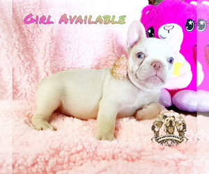 French Bulldog Puppy for sale in LEHIGH ACRES, FL, USA