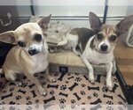 Small Photo #1 Chihuahua Puppy For Sale in Doylestown, PA, USA