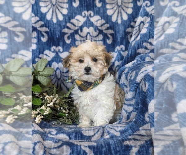 Medium Photo #1 Maltipoo Puppy For Sale in KIRKWOOD, PA, USA