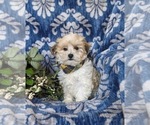 Small Maltipoo